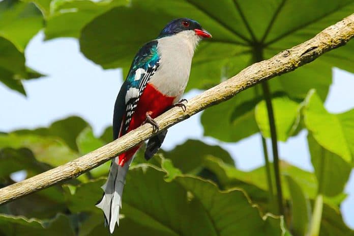 Tocororo National bird of Cuba